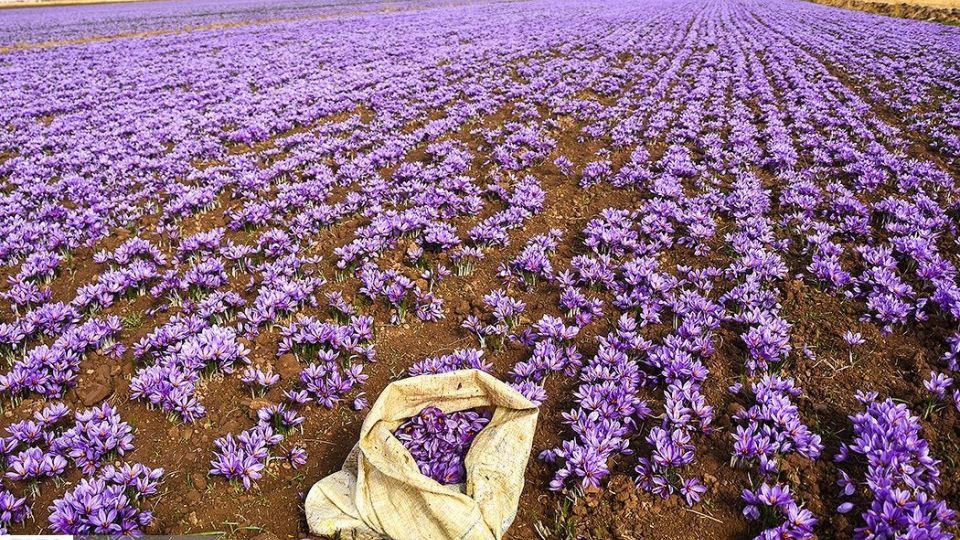 تربت حیدریه - تصویر ۴